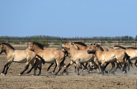萬(wàn)類霜天競(jìng)自由——寫(xiě)在《生物多樣性公約》締約方大會(huì)第十五次會(huì)議開(kāi)幕之際
