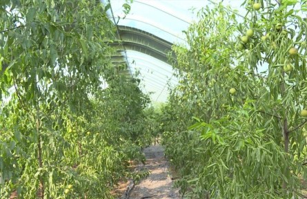 山東省臨沂市費縣：給農業(yè)發(fā)展插上科技的“翅膀”