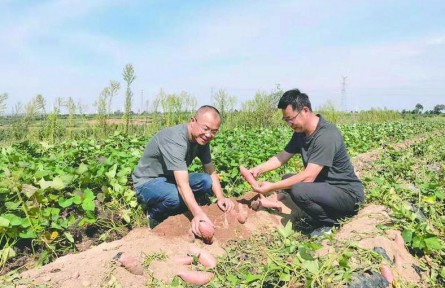 山東煙臺(tái)：農(nóng)業(yè)科技助力鄉(xiāng)村振興 山塂薄地長(zhǎng)出黃金蜜薯