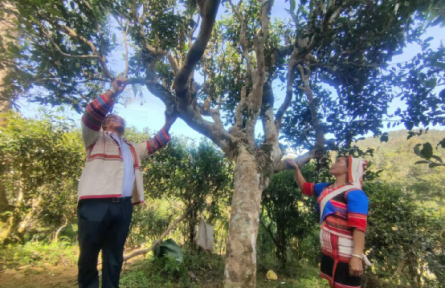 西南林業(yè)大學(xué)：用科技手段努力保護好古茶樹