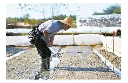 轉(zhuǎn)基因技術(shù)為保障糧食安全注入新動(dòng)能