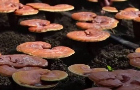 豐收中國·吉林磐石：食用菌進(jìn)入采收期 科學(xué)種植提高產(chǎn)量