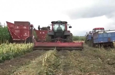 黑龍江：金秋時(shí)節(jié)豐收忙 機(jī)械收割 提升鮮食玉米口感