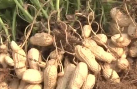 豐收中國·河北正定：萬畝花生喜獲豐收 因地制宜助農(nóng)增收