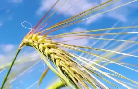 豐收小課堂·青稞：高原的饋贈(zèng)