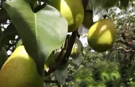 豐收中國·天津：萬畝梨園果飄香 科學(xué)種植助豐收