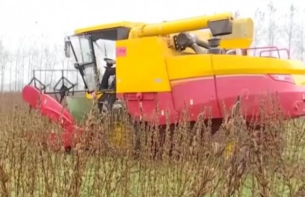 豐收中國·河南平輿：芝麻收獲季 全程機械化高產(chǎn)又高效