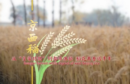 中國范兒 | 京西稻：從“皇帝特供”到都市體驗 稻花再香話豐年
