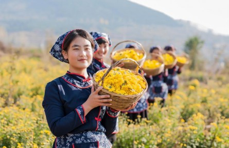 山東省臨沂市費縣朱田鎮(zhèn)：金絲皇菊香四溢 富裕之花開滿山
