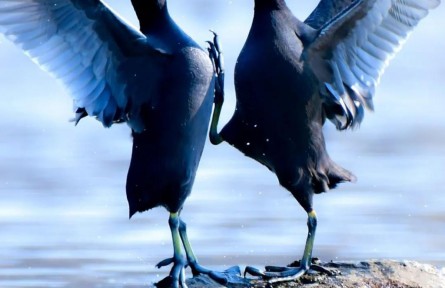 物種故事 | 白骨頂：似雞非雞，似鴨非鴨，我是鳥中的“四不像”