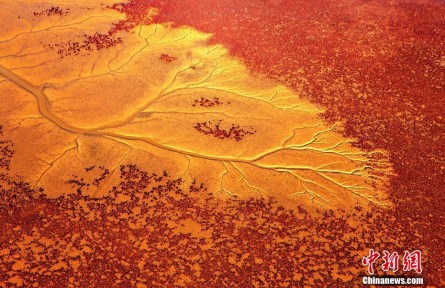 山東東營：黃河入海口奏響“黃藍交響樂”