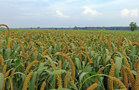 山東濟(jì)寧金鄉(xiāng)縣：“多彩農(nóng)業(yè)”繪畫(huà)卷