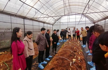 昆明食用菌研究所成功選育大球蓋菇新品種 “中菌金球蓋1號”