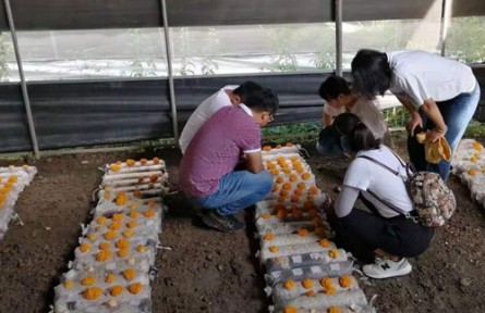 昆明食用菌研究所云南省重大專項(xiàng)子課題中期進(jìn)度評(píng)估及技術(shù)服務(wù)工作