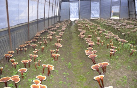 昆明食用菌研究所科技特派員赴麗江永勝開展科技服務(wù)