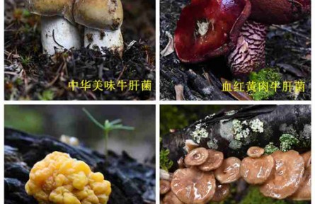 昆明食用菌研究所野生菌種質(zhì)資源調(diào)查 云南省重大科技專項(xiàng)子課題中期評(píng)估