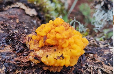 云南省食用菌產(chǎn)業(yè)發(fā)展研究院完善我國(guó)食用菌種質(zhì)資源庫(kù)建設(shè)新進(jìn)展