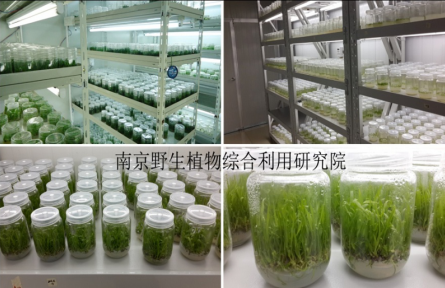 南京野生植物研究所特色經(jīng)濟(jì)植物的組培快繁技術(shù)(工廠化育苗技術(shù))