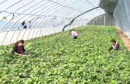 河北：特色產(chǎn)業(yè)提質(zhì)增效 鄉(xiāng)村振興“漸入佳境”