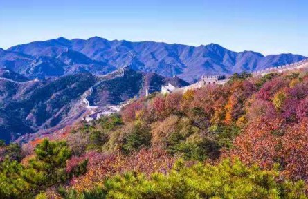 北京：八達(dá)嶺長(zhǎng)城秋色醉美