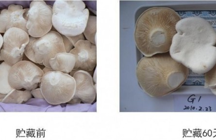 19、成果名稱：食用菌貯運(yùn)保鮮技術(shù)