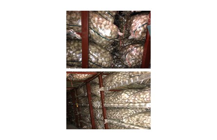 15、成果名稱：大蒜貯藏保鮮技術(shù)