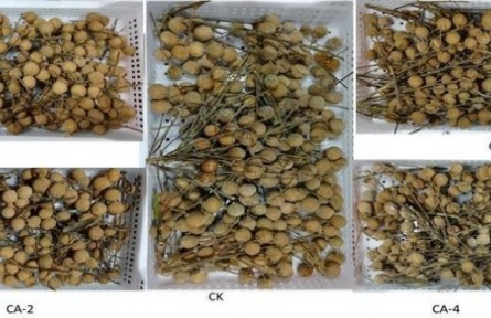 12、成果名稱：龍眼氣調(diào)保鮮技術(shù)