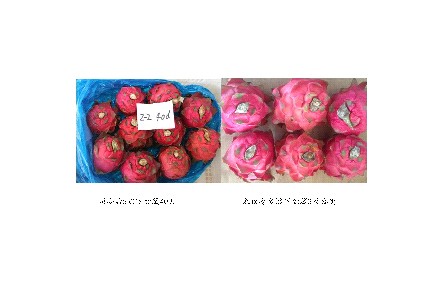 11、成果名稱：火龍果貯藏保鮮關(guān)鍵技術(shù)