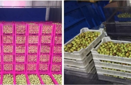 9、成果名稱：冬棗貯運(yùn)保鮮關(guān)鍵技術(shù)