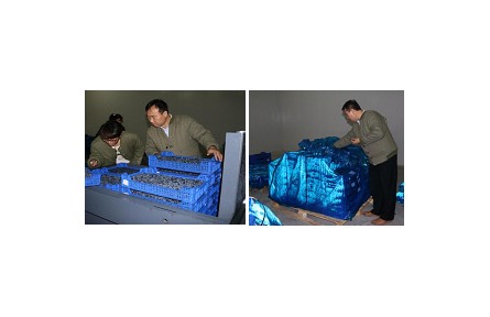 8、成果名稱：藍(lán)莓采后流通保鮮技術(shù)