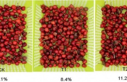 7、成果名稱：櫻桃采后流通保鮮技術(shù)