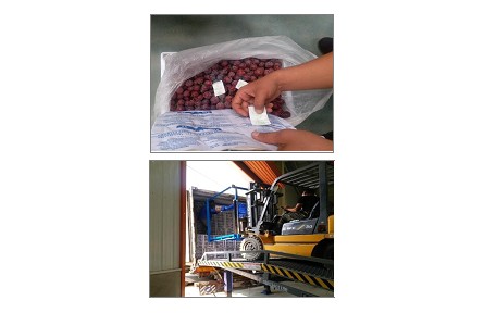 5、成果名稱：葡萄貯藏流通保鮮關(guān)鍵技術(shù)