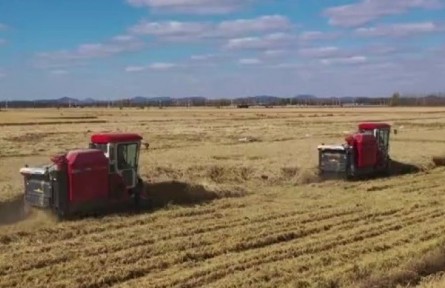 吉林省吉林市：農(nóng)業(yè)芯片（種子）讓碗里盛滿中國糧