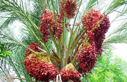 沙漠面包椰棗，被認為是未來世界的重要食