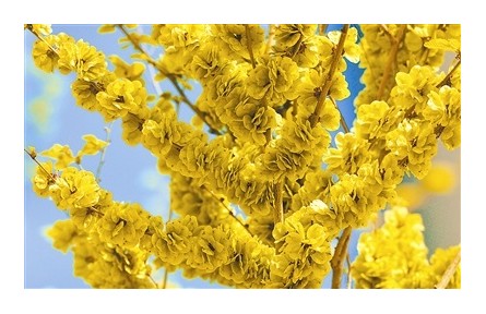 物種故事 | 中華金葉榆：讓“世界金色看中國(guó)”的千億級(jí)品種