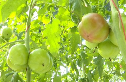 山東威海乳山市城區(qū)街道：黨建引領(lǐng)強產(chǎn)業(yè) 村莊抱團謀發(fā)展?