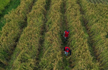 糧食節(jié)約行動方案 action plan on saving food