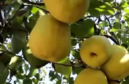 豐收中國·山西運城：酥梨掛滿枝頭 梨農(nóng)喜迎豐收