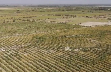 新疆：改善生態(tài)環(huán)境 大力發(fā)展沙漠經(jīng)濟