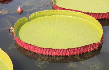 物種故事 | 王蓮：充滿(mǎn)智慧的“水上花王”