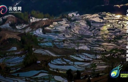 暢游云南 | 大地“調(diào)色盤”——哈尼梯田