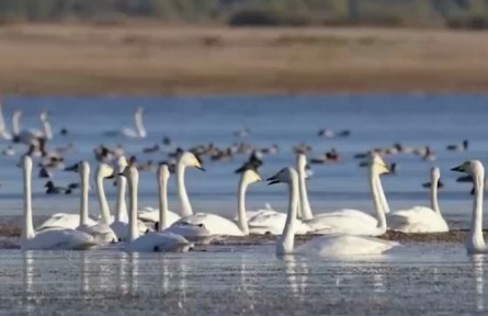 陜西：紅堿淖成3萬(wàn)多只南遷候鳥中轉(zhuǎn)驛站