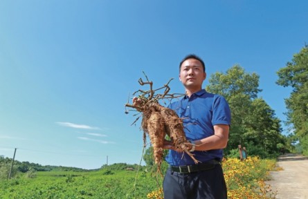 湖北襄陽尹為：返鄉(xiāng)創(chuàng)業(yè)種葛根 帶領鄉(xiāng)親一起富