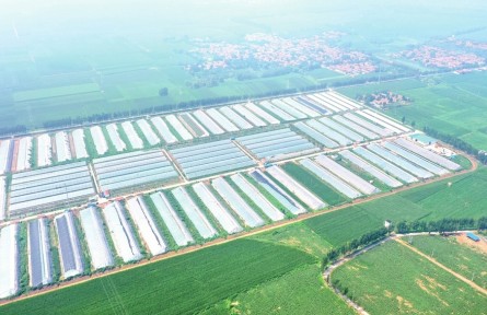 山東省德州市陵城區(qū)糜鎮(zhèn)：“整鄉(xiāng)推進(jìn)”撬動(dòng)鄉(xiāng)村全域振興