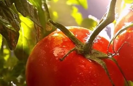 西紅柿進入膨果期，這些問題會直接影響產(chǎn)量