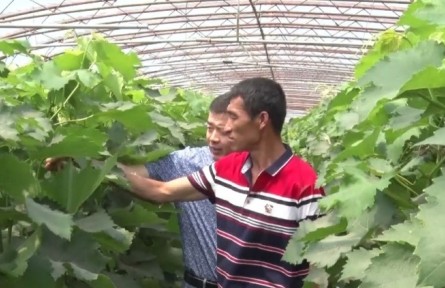 葡萄采收后，秧苗管理有“訣竅”