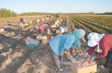 吉林省四平市司法局：壯大集體經(jīng)濟(jì)助力鄉(xiāng)村振興