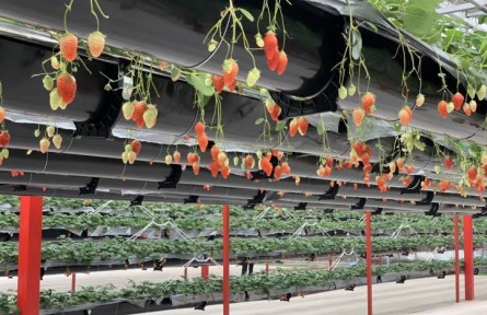 浙江杭州：催化鄉(xiāng)村“鏈”式發(fā)展 豐富經濟業(yè)態(tài)