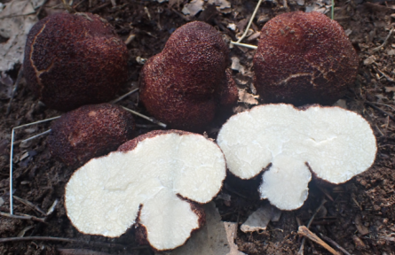 物種故事 | 黑松露：我是有“地下黃金”之稱的食藥兩用菌