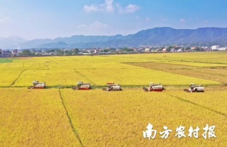 美“稻”了！廣東絲苗米喜豐收